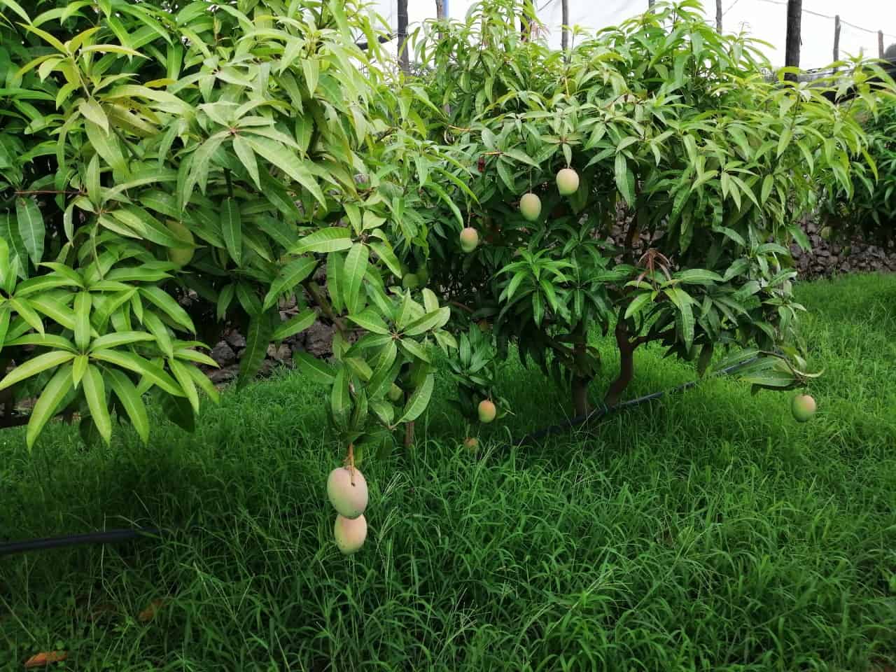 alberi di Mango