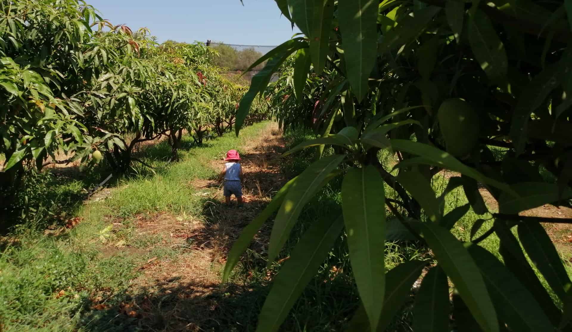 Campagna di Mango con bambino