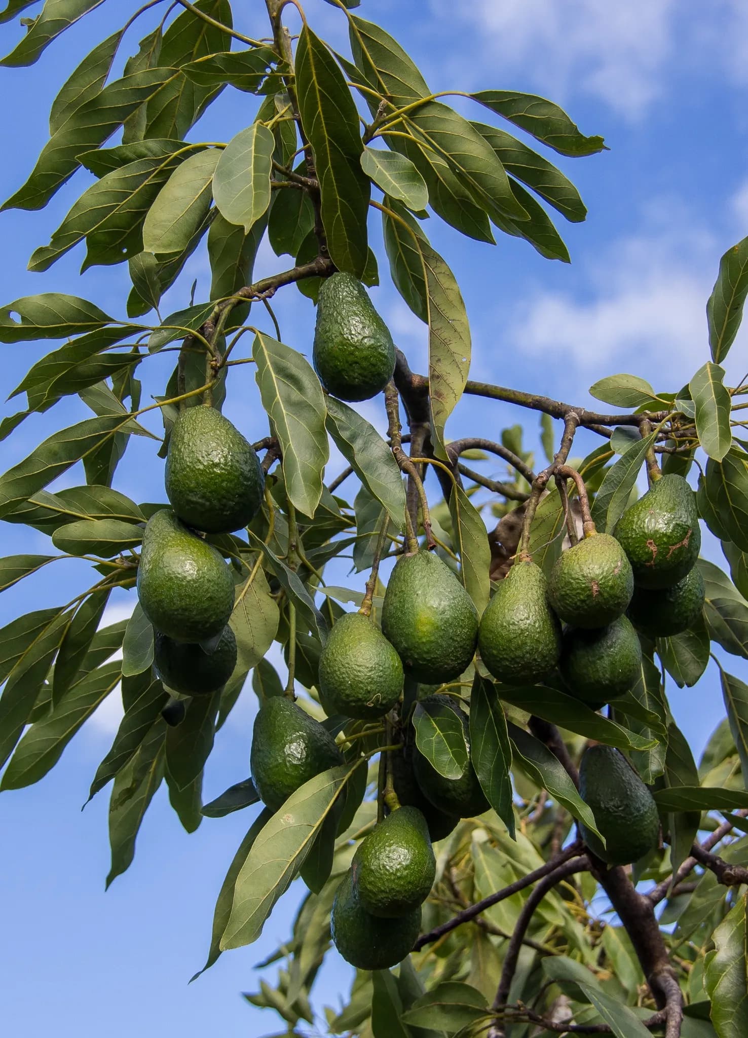 mango desidratati a fette 