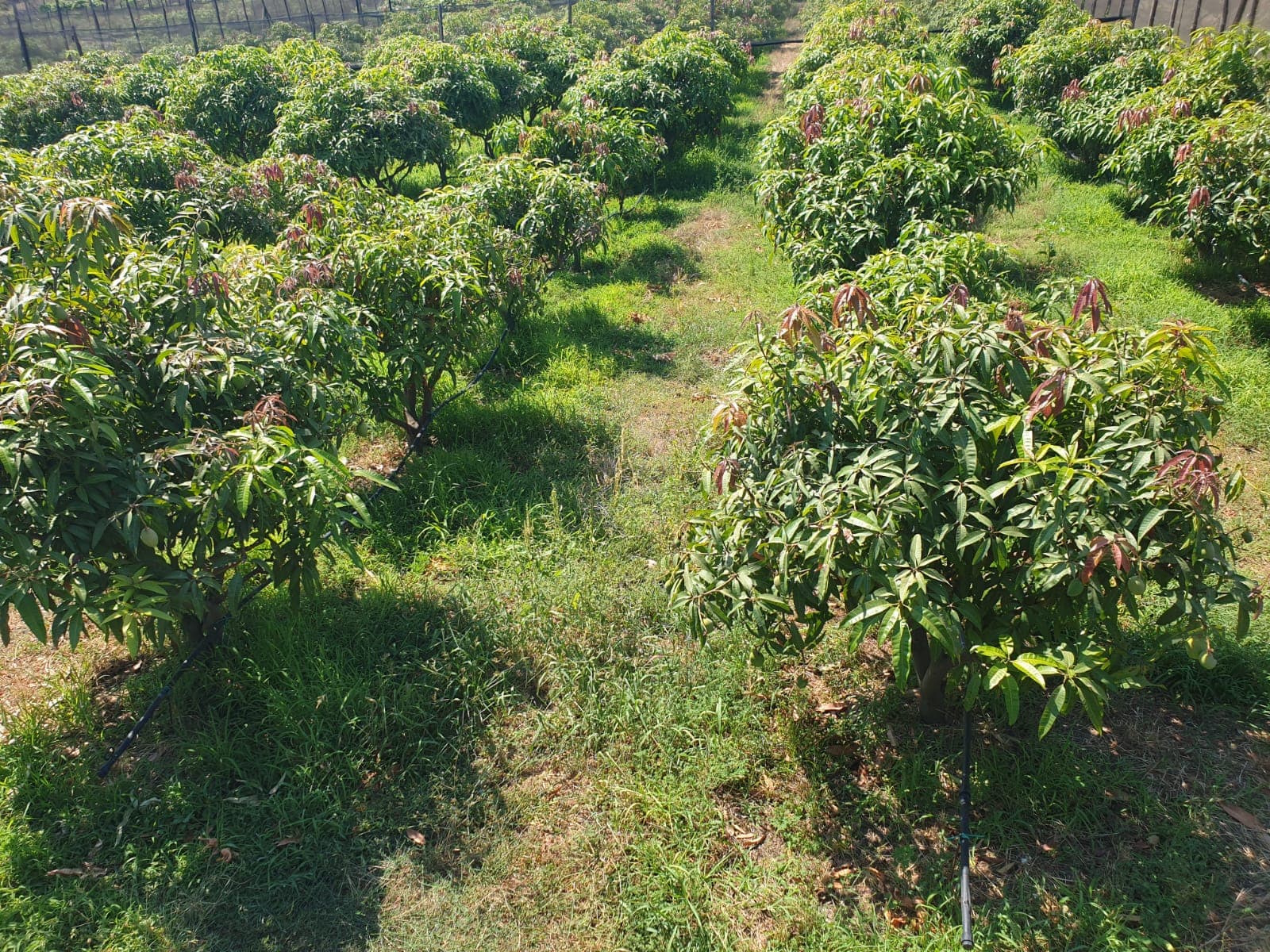 campagna di alberi di mango
