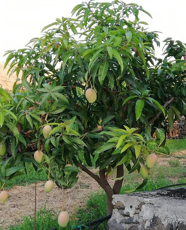 albero di mango con frutti