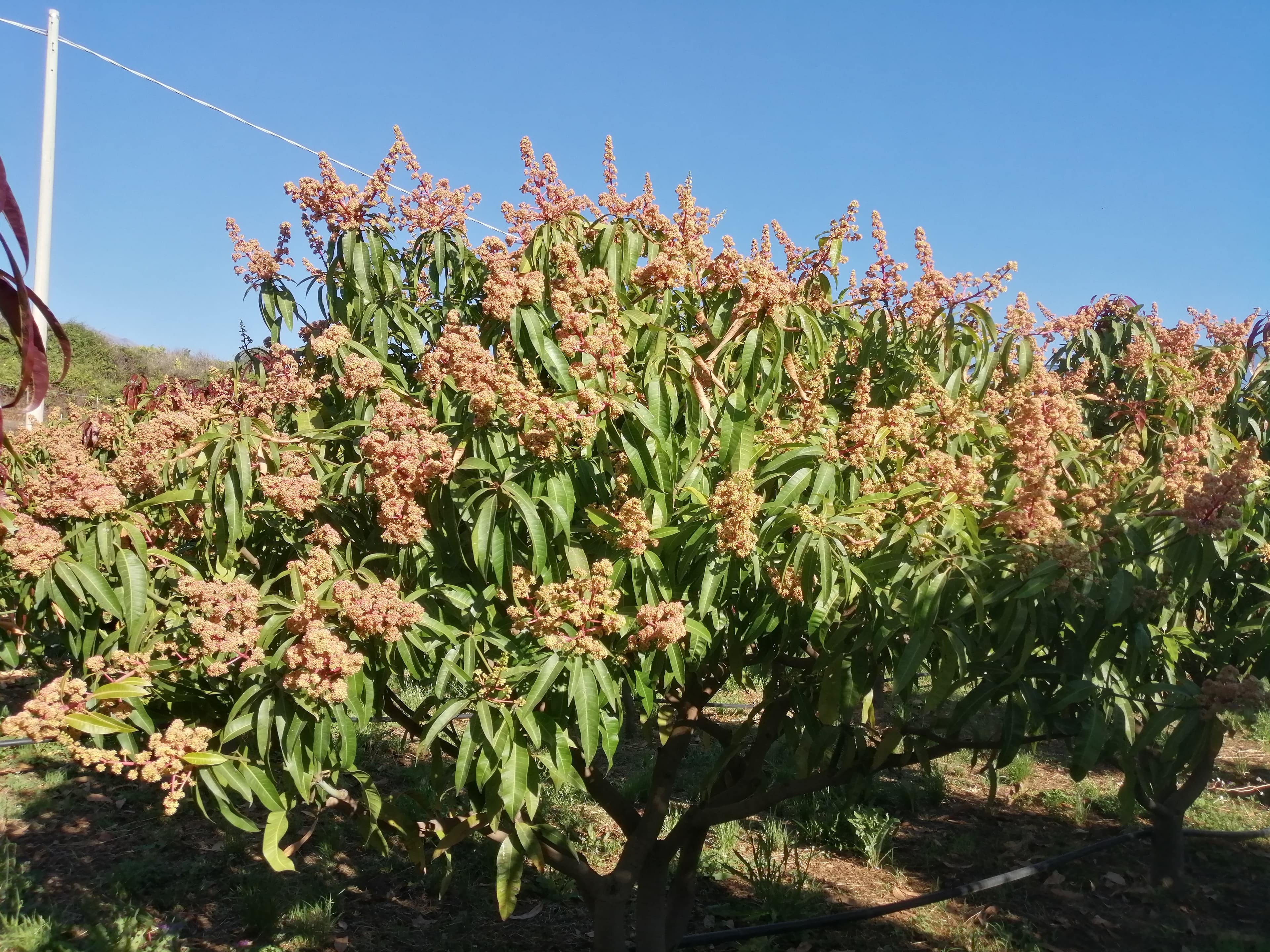 albero di mango in fiori
